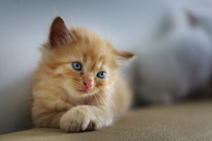 고양이 호텔