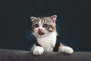 고양이 호텔