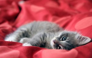 고양이 호텔